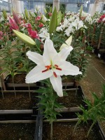 [4311 Meriva VZ No01.JPG]